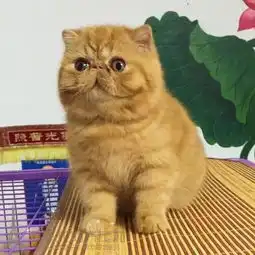  大家帮我看看这只三色加菲怎么样