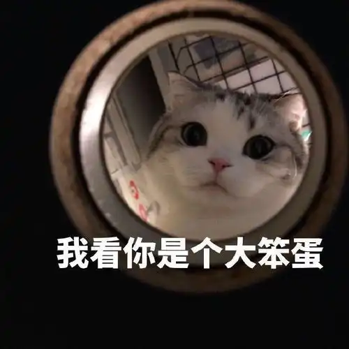 掐猫脖子表情包