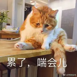  橘猫表情包