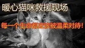  救猫猫这个世界有时候也是善良的