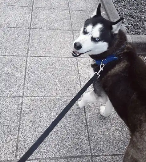  二哈一看见镜头就变身,网友笑喷这狗太纯了