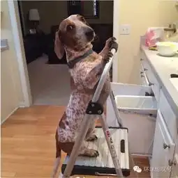  建国以后动物不能成精,显然它们不听