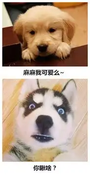  养金毛与养二哈的区别,至上天使和喜剧影帝