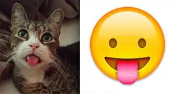 猫咪冲刺表情包吐舌