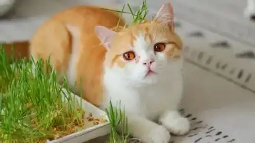 搞笑配音给我家猫养了株植物,看猫哥这表情好像不太喜欢啊