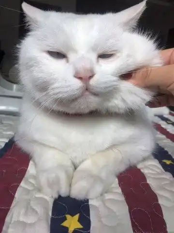 捏脸说爱我表情包猫妈