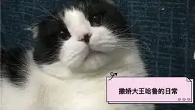  沙雕从奶猫抓起,奶牛猫崽崽翻车实录