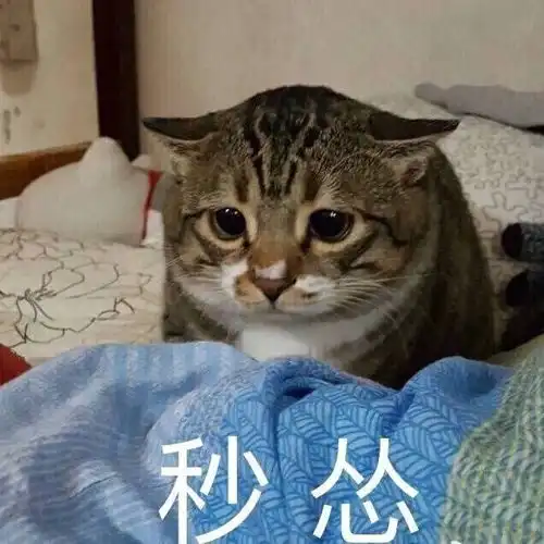  萌你一脸可爱小猫咪表情包集锦