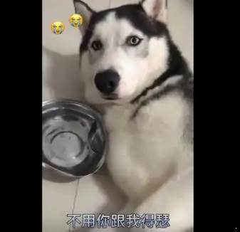  二哈犯错被主人教训,当听到主人说狗肉涨价后,它的表情瞬间亮了