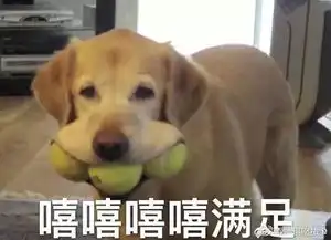  三只小猪教你面对危险应该怎样做