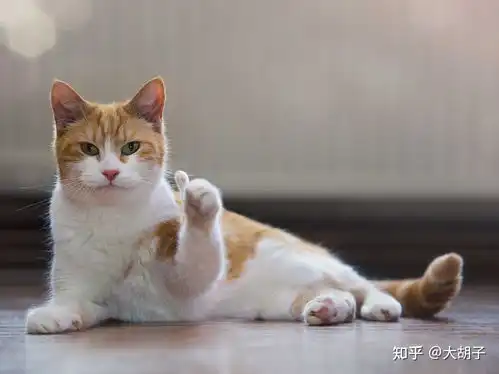 猫咪冲刺表情包原点阅读