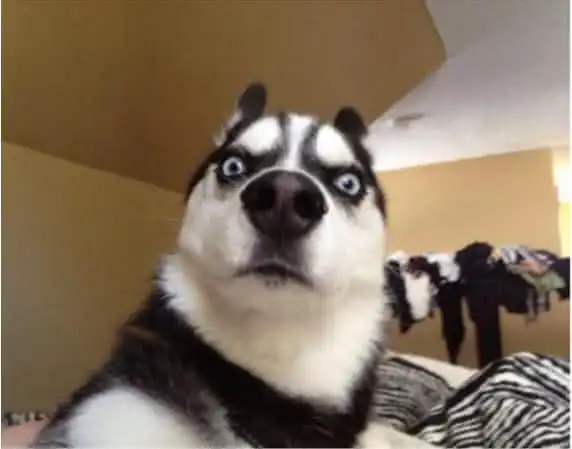  二哈咬坏家里桌子,主人换了大理石桌,咬过之后表情笑翻众人