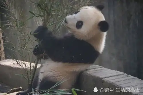  熊猫见到美女摆pose撩妹,网友确认过眼神,是个撩妹高手