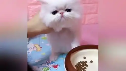  这只加菲猫火了,看看这表情,简直太可爱了吧