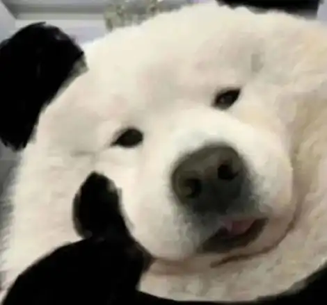 狗托表情包暂托