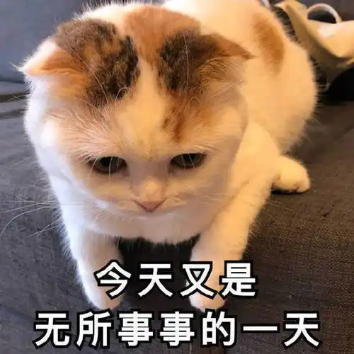 猫猫神金表情包