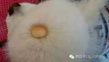  狗狗居然也会秃顶了