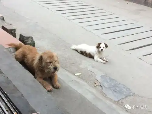  可以认输,但不能认怂