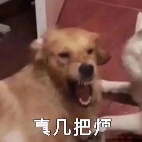 沙雕表情聊天吗一小时十块钱