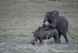  动物发情让人目瞪口呆小朋友都不放过科学探索