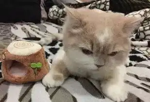  主人给猫咪网购新的猫窝,收到货后一看,立马笑喷
