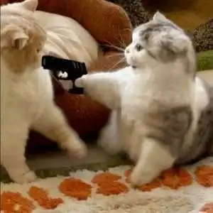  可爱萌宠沙雕表情包第二弹在挨就不里猫了