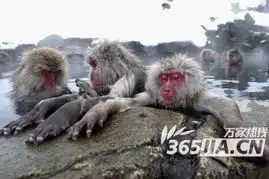  猕猴泡温泉享受至极昏昏欲睡表情特有趣