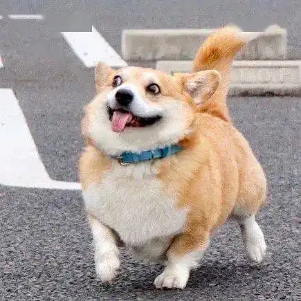 那只治愈满满的影帝表情包柯基,悄悄回汪星球了 那只治愈满满的影帝表情包柯基,悄悄回汪星球了