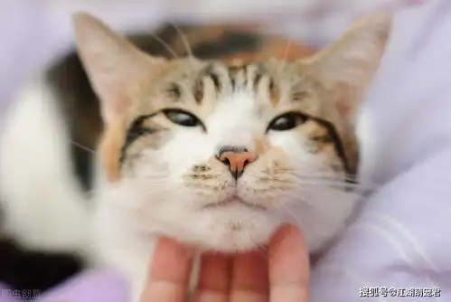  猫咪的面部表情,能反映猫咪的情绪,你接收到了吗