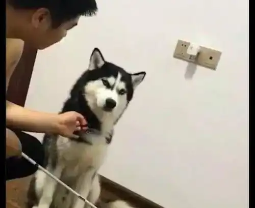  网友想教训犯错的二哈,它用桀骜不驯的眼神看主人你打下试试