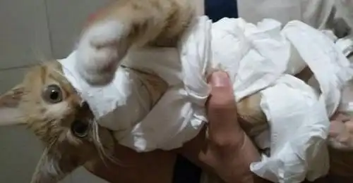  喵星人犯错被主人用臭脚惩罚,猫咪表情是亮点
