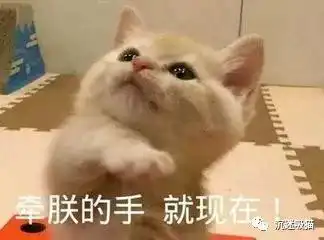  超多猫咪可爱表情包吸猫患者福音来斗图啊,信不信我萌死你