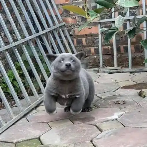  据说是蓝猫和二哈的混血宝宝...这只越南小狗凭表情包火遍全网