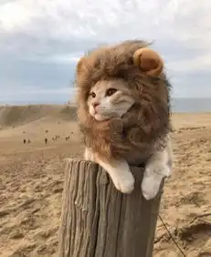  求一个黄色猫咪表情戴头套模仿米高梅狮子吼的一个表情gif