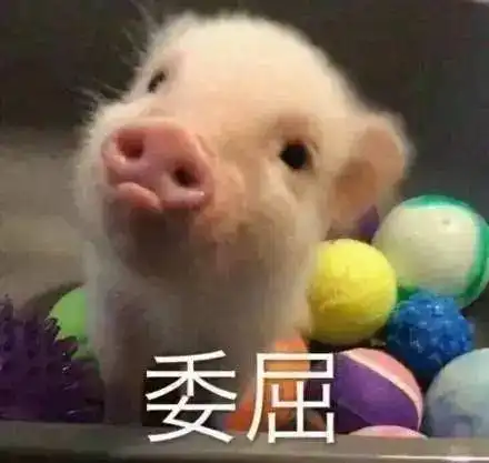  猪年养娃指南最新版,以后别说娃要照猪养了,养不起