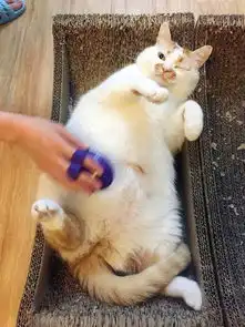  猫界表情包楼楼因病去世曾因洗澡视频走红网络