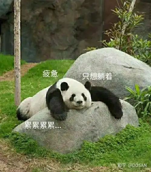  熊猫真是太可爱了第一波熊猫表情包