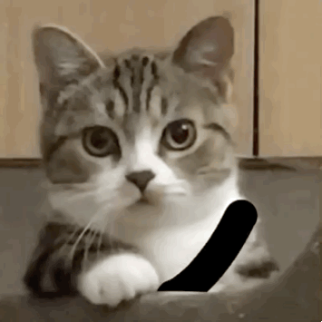  一些奇奇怪怪的猫猫表情包8