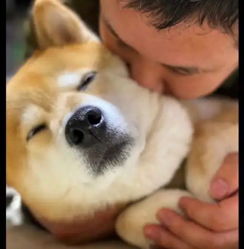  主人趴在柴犬身上吸它,没想到它也一脸享受表情配合你演戏