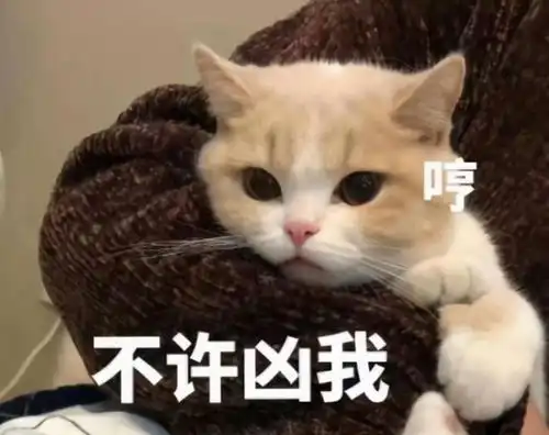  原来摸猫头,在猫咪看来,竟有这些意思