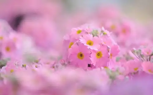  桃花运从来都不差的属相女,命有皇后一般的福气,不工作也不缺钱