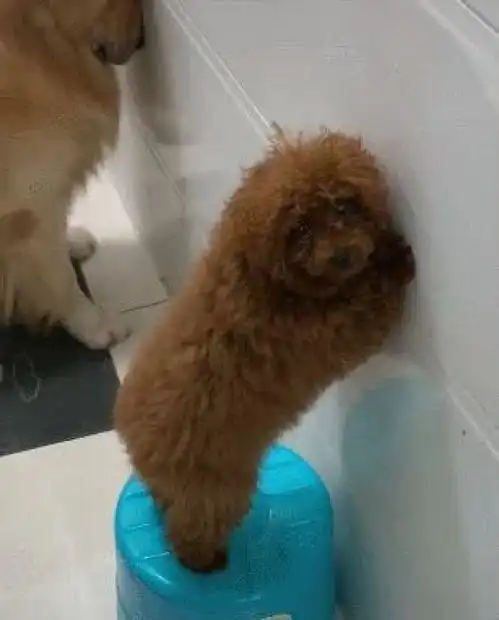 狗托表情包泰迪