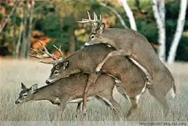  动物发情让人目瞪口呆小朋友都不放过科学探索