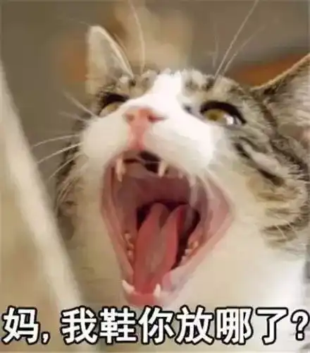小猪喊到一系列表情包猫