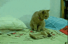 搞笑gif段子媳妇给我做的饼 搞笑gif段子媳妇给我做的饼