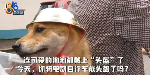  为了骑行安全,连狗狗都戴头盔了表情包火遍全网,网友太可爱