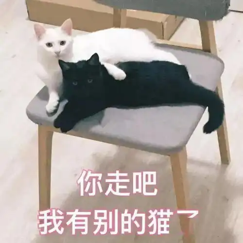  沙雕表情猫咪如花表情包二