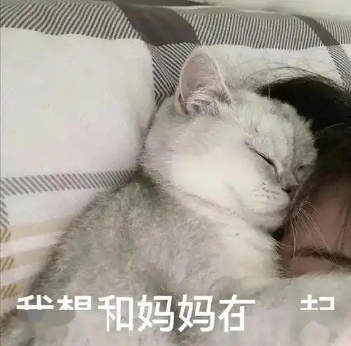  表情包