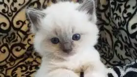加菲猫表情包小视频美颜