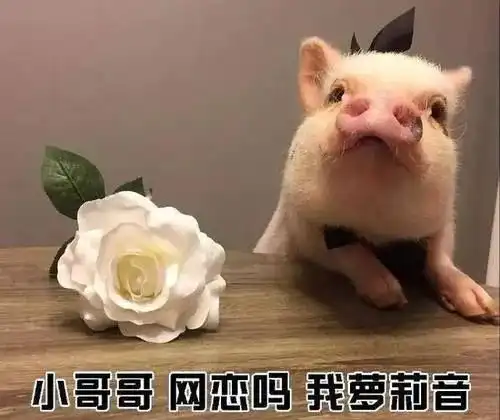  醒醒双十一买买买之前,看这份单身报告冷静一下